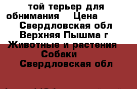 той-терьер для обнимания  › Цена ­ 5 000 - Свердловская обл., Верхняя Пышма г. Животные и растения » Собаки   . Свердловская обл.